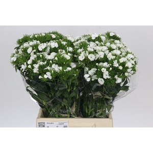 Dianthus Br Duke
