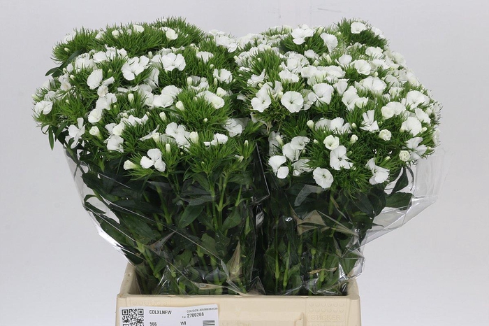 <h4>Dianthus Br Duke</h4>