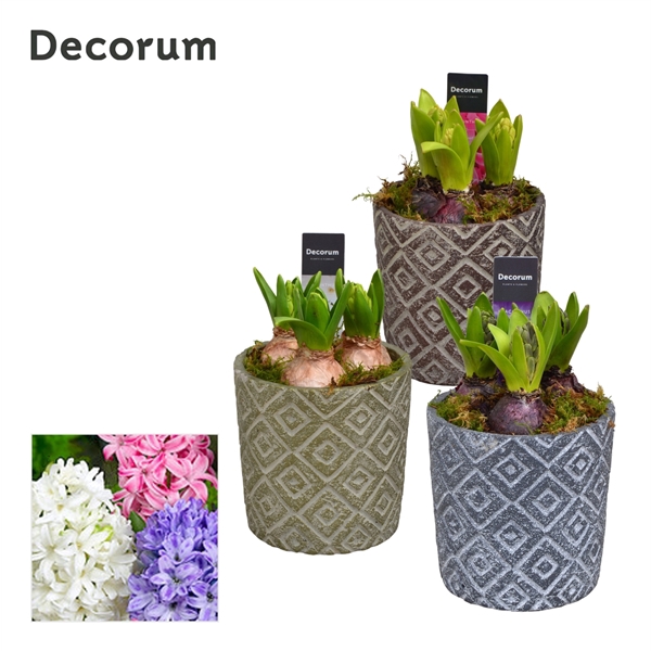<h4>Arrangementen Hyacinthus 6%</h4>