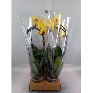 Phalaenopsis  'Elegant Cascade'