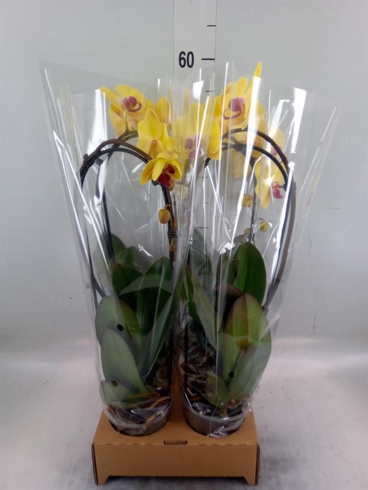 <h4>Phalaenopsis  'Elegant Cascade'</h4>