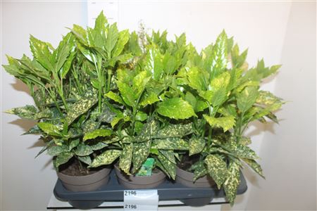 <h4>Aucuba J Variegata ** Potm 17cm **</h4>