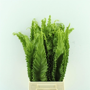 Asplenium Osaka