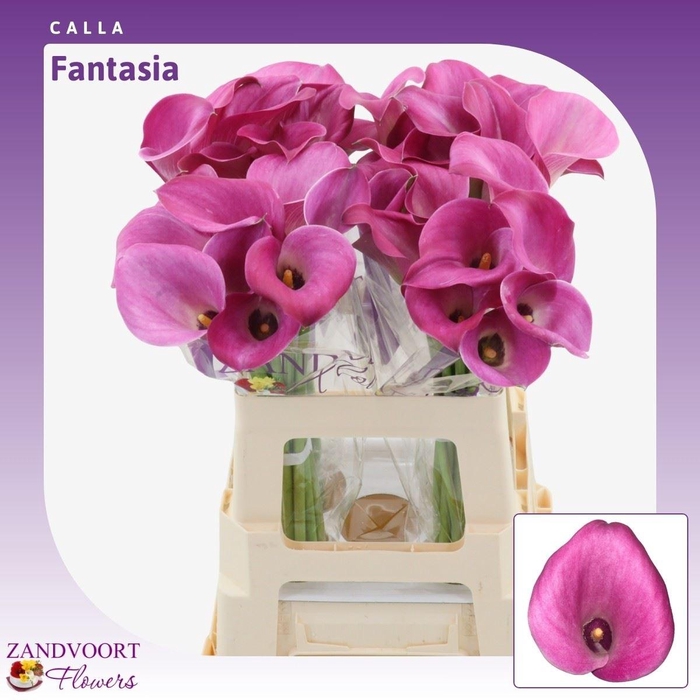<h4>Calla Fantasia</h4>