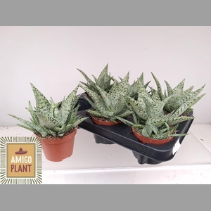 ALOE OV
