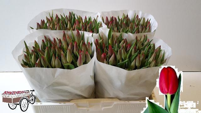 <h4>TU EN STRONG LOVE</h4>