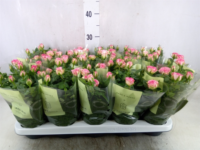<h4>Rosa  'Carousel Kordana'</h4>