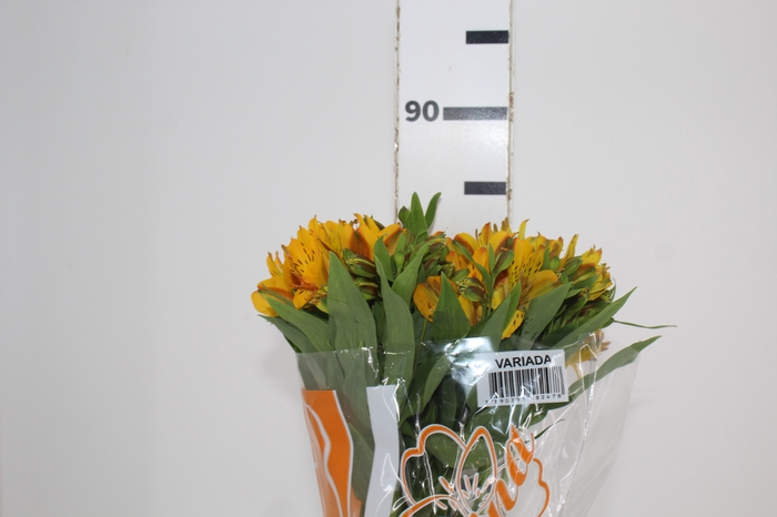 <h4>ALSTROEMERIA SENNA 080 CM</h4>