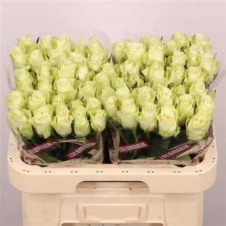 <h4>R Gr Athena</h4>