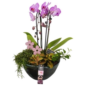 kamerplanten