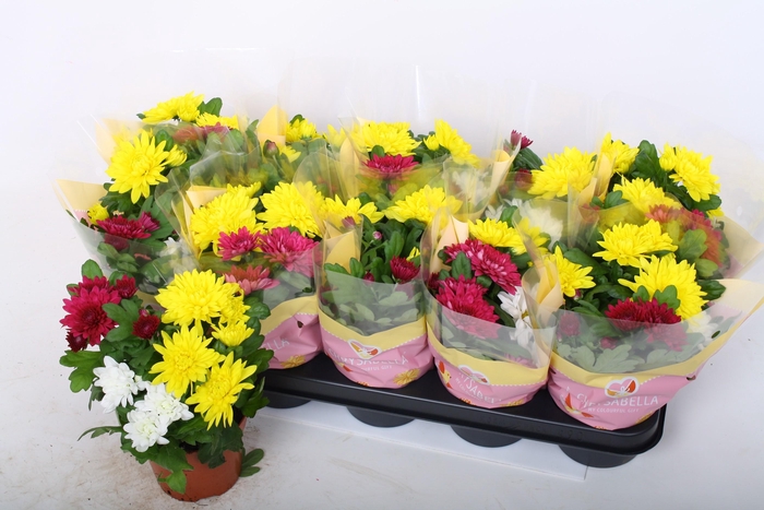 <h4>CHRYS GEM IN POT</h4>