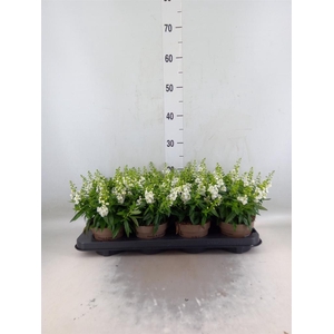 Angelonia  'Serena White'