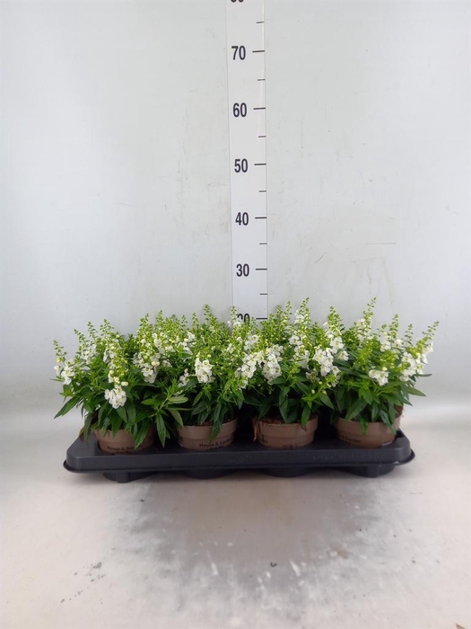 <h4>Angelonia  'Serena White'</h4>