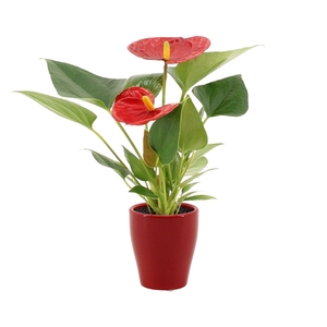 Anthurium Pearl Diamond Red in Carly ceramics