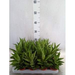 Sansevieria cyl.  ...