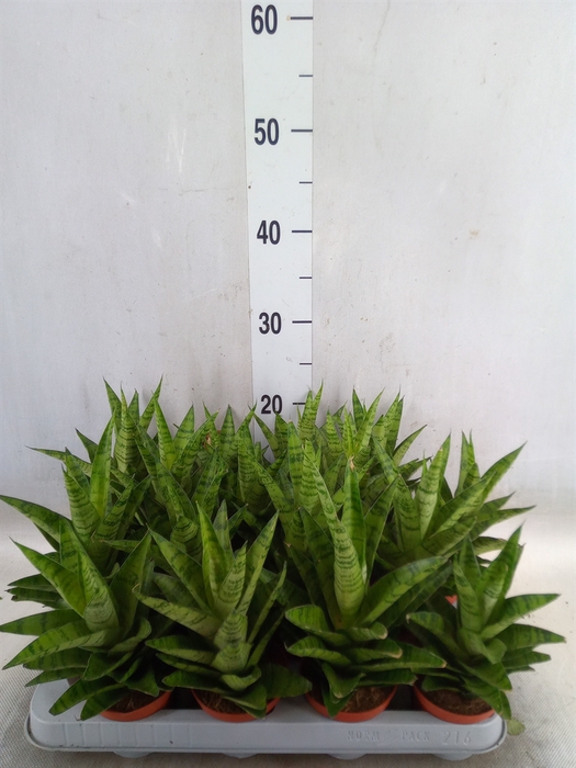 <h4>Sansevieria cyl.  ...</h4>