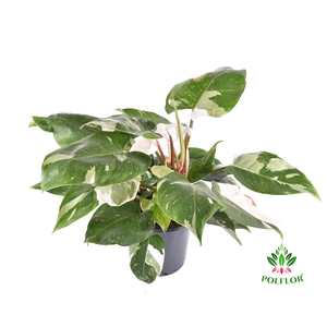 Philodendron White Princess 19Ø 65cm