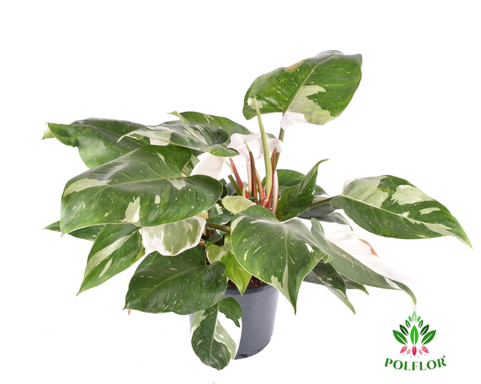 Philodendron White Princess 19Ø 65cm