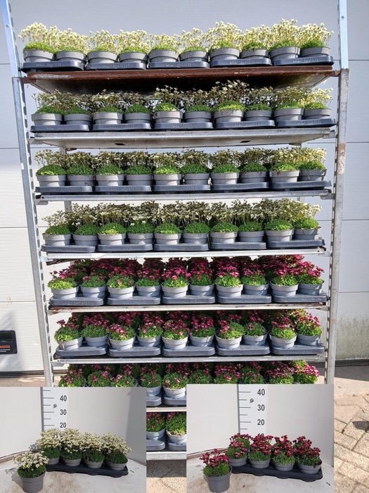 Saxif Arendsii 2 Klr Mixkar