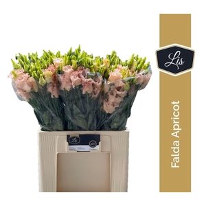 LIS ENK FALDA APRICOT