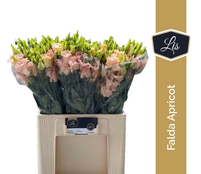 <h4>LIS ENK FALDA APRICOT</h4>