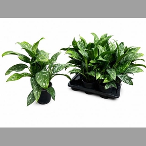 AG KL GREEN LADY