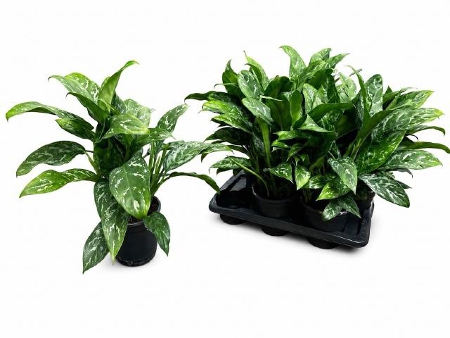 <h4>AG KL GREEN LADY</h4>