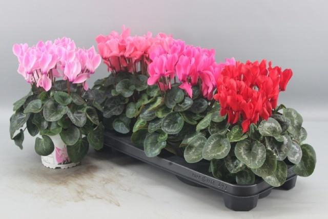 <h4>CYCL GR SUP XL</h4>