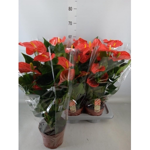 Anthurium andr. 'Sierra Orange'