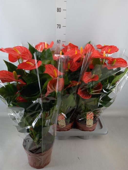 <h4>Anthurium andr. 'Sierra Orange'</h4>
