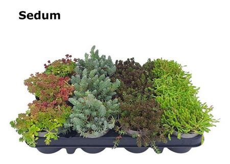 <h4>Sedum Gemengd</h4>