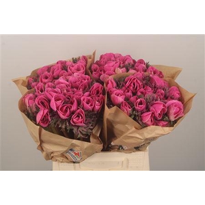 Anemone Powder Fuchsia