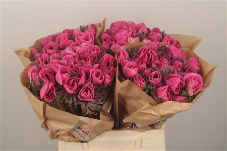 <h4>Anemone Powder Fuchsia</h4>