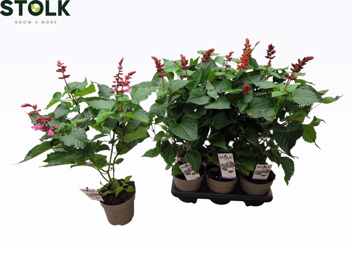 <h4>SALVIA  LAKE FLAMING</h4>