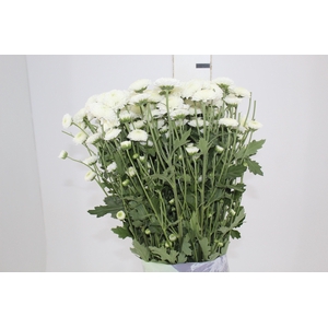 CRISANTEMO SANTINI FAROE 080 CM