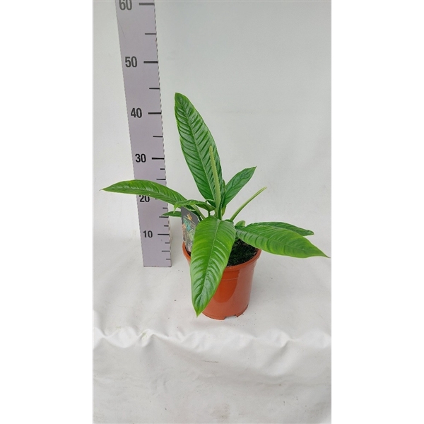 <h4>Philodendron Campii</h4>