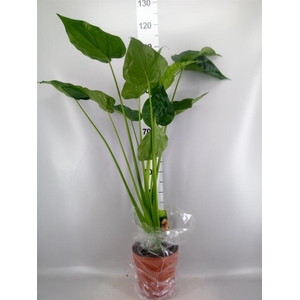 Alocasia cucullata