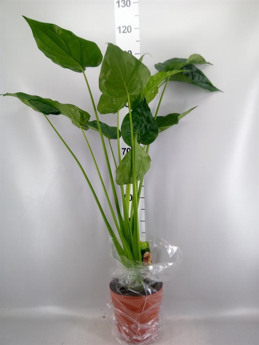 <h4>Alocasia cucullata</h4>