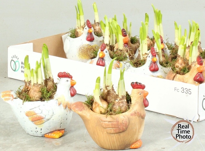 <h4>ARR NARCISSUS</h4>