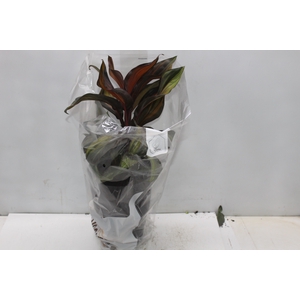 DRACENA VARIADA P17