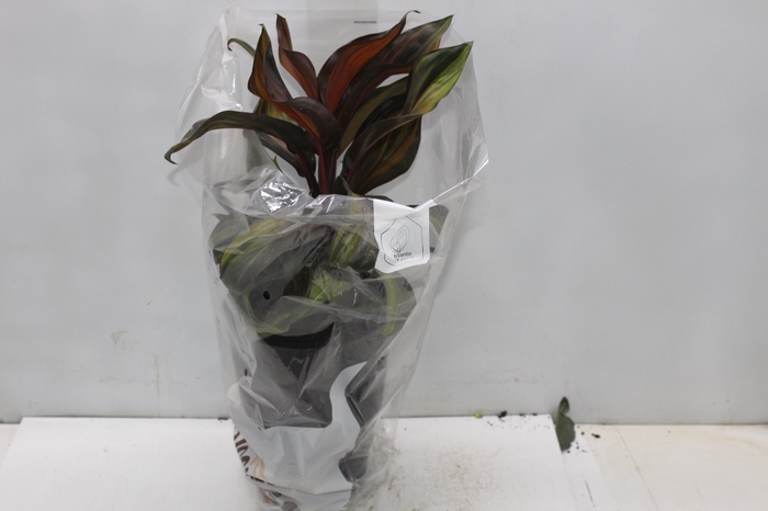 <h4>DRACENA VARIADA P17</h4>
