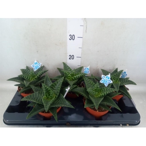 xGasteraloe  'Tiki Zilla'