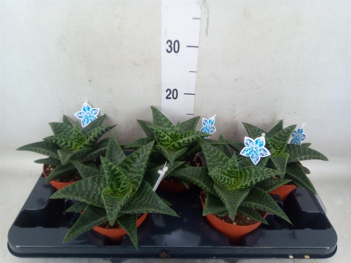 <h4>xGasteraloe  'Tiki Zilla'</h4>