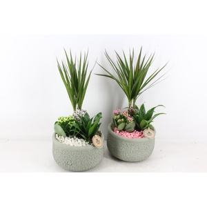 arr2 PL - Ker. bolpot groen Dracena - wit/roze
