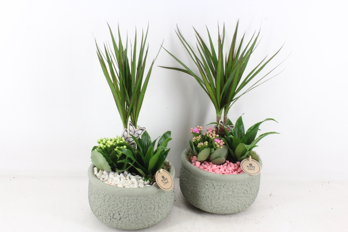 <h4>arr2 PL - Ker. bolpot groen Dracena - wit/roze</h4>