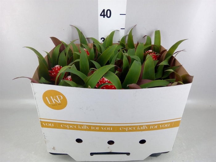 <h4>Guzmania  'Priscilla'</h4>