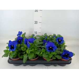 Viola wr. 'Flair Light Blue'