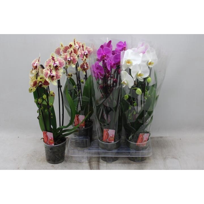 <h4>PHAL EL CASCADE</h4>