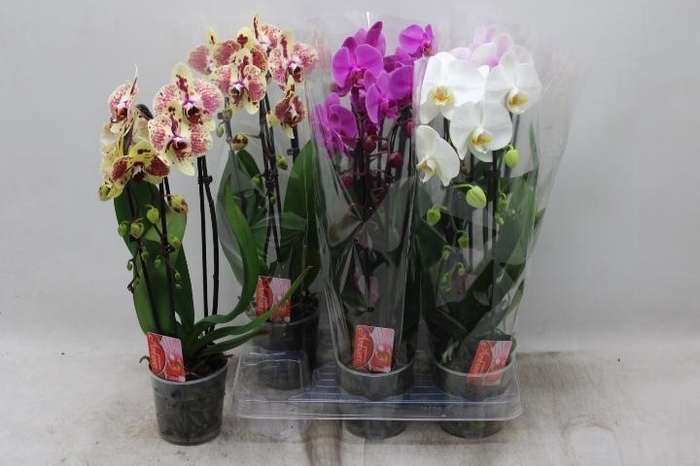 PHAL EL CASCADE