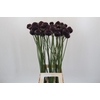 Allium  'Forelock'